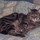 Kitties 005.thumb